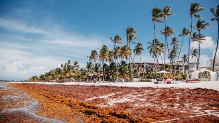 Cozumel En Alerta Por Arribo Masivo De Sargazo En Cuatro Playas