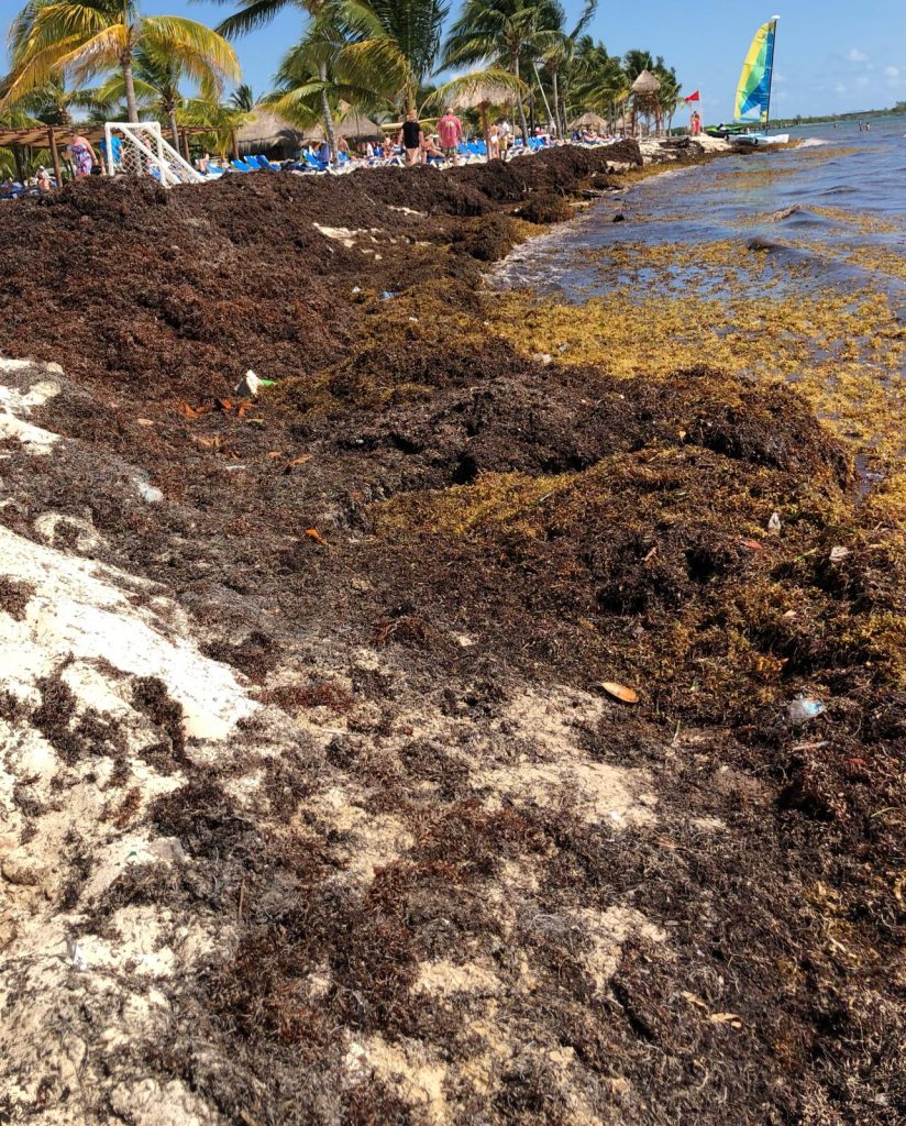 Sargazo cientos de toneladas llegan a playas de Riviera Maya